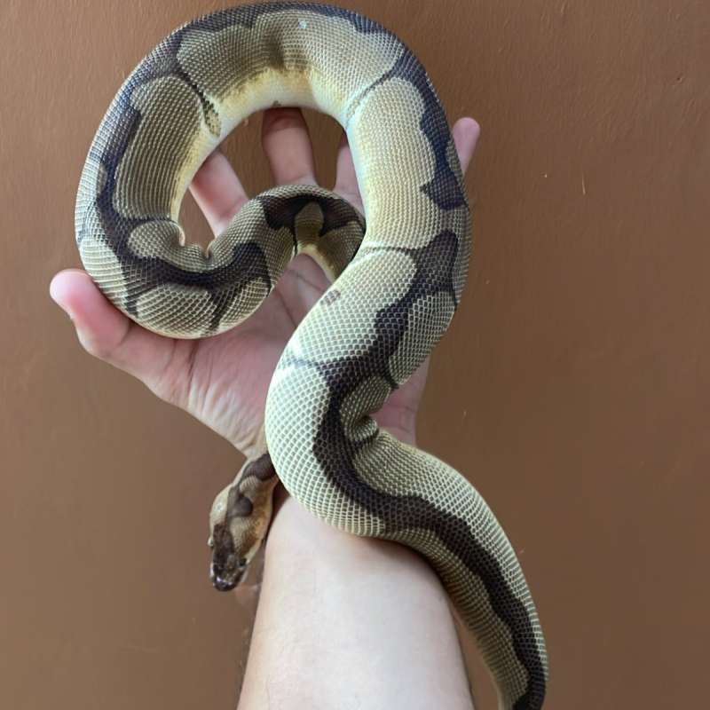 ball python Enchi CLown( Male )