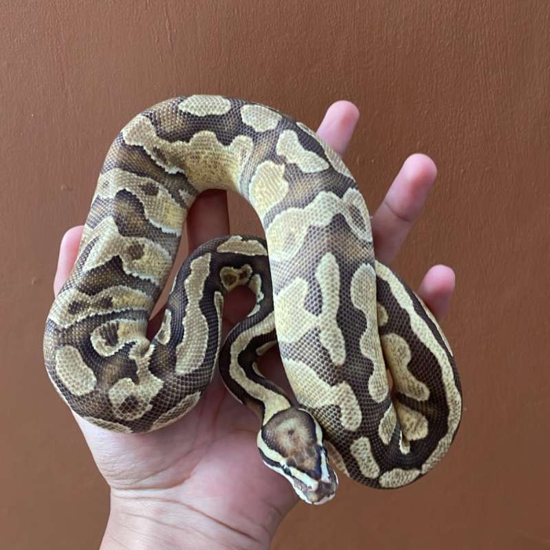 ball python Fire Enchi Trifecta 66% ( DG CLOWN PIED )