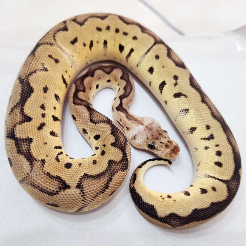 [RARE] F Pastel Clown Het DG