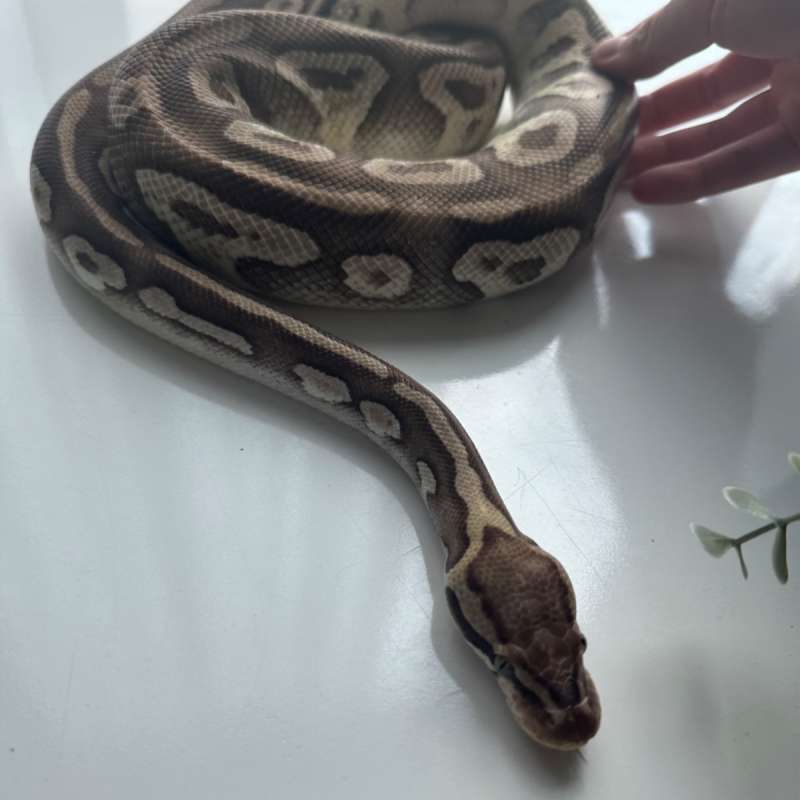 Ball python Mojave