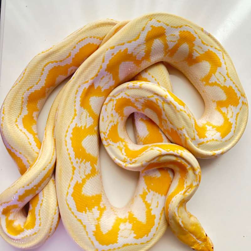 Reticulated Python Amelanistic