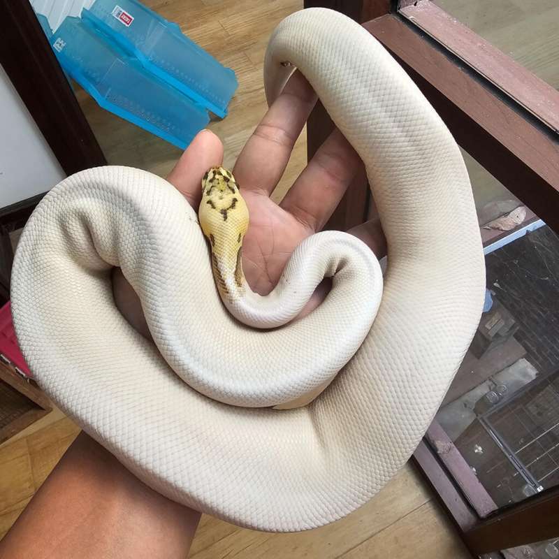 Super pastel spider pied