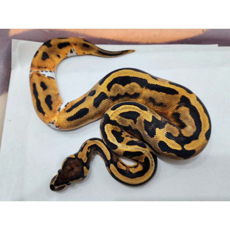 F Leopard Pied het Albino