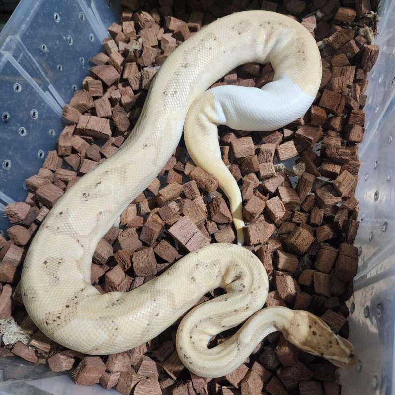 Banana Enchi Pied Male Maker