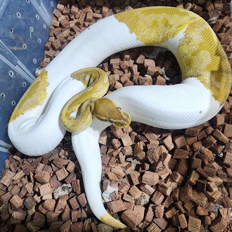 (Female) Caramel Pied Adult