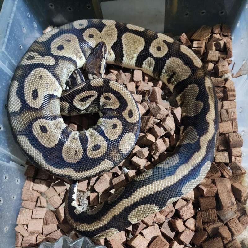 (Female) Pastel 100% Het Pied Proven