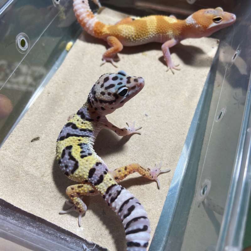 2 Ekor Gecko Female