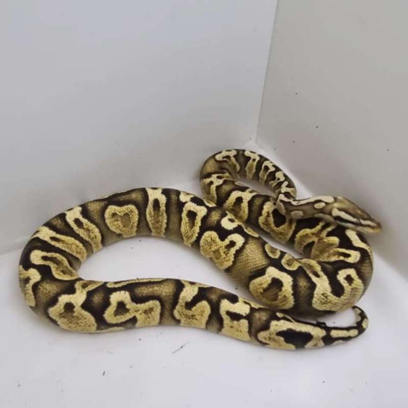 GHI Pastel Yellowbelly