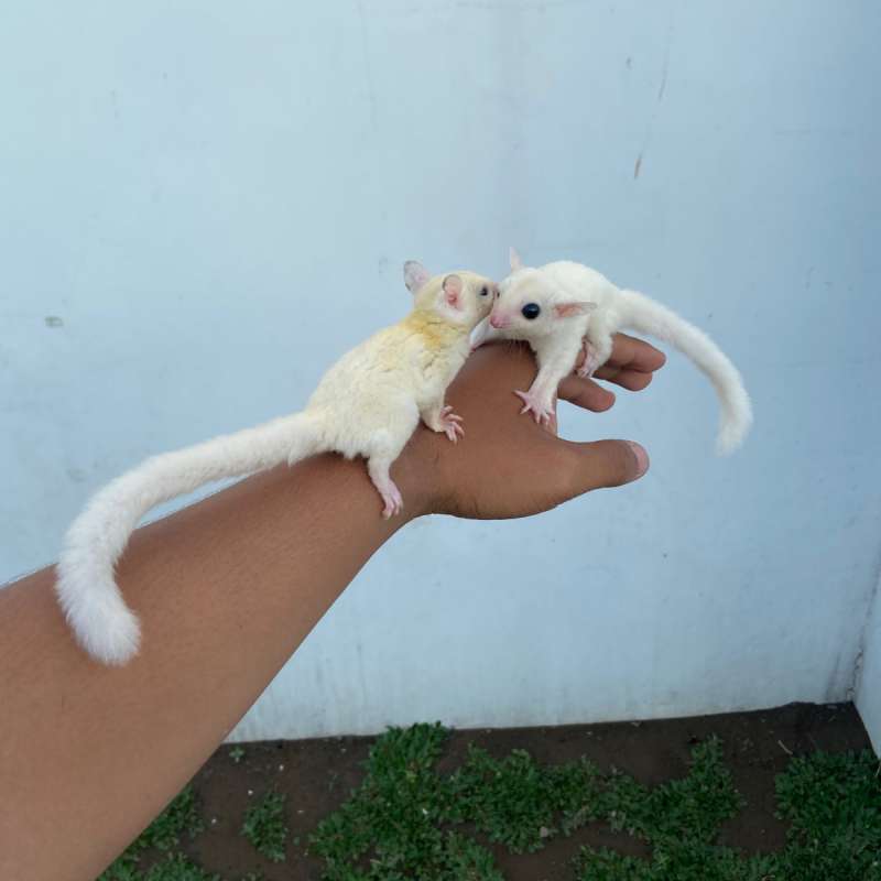 1 PASANG SUGAR GLIDER COMBO MORP