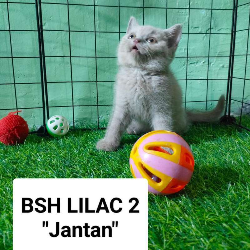 BSH LILAC2 MALE