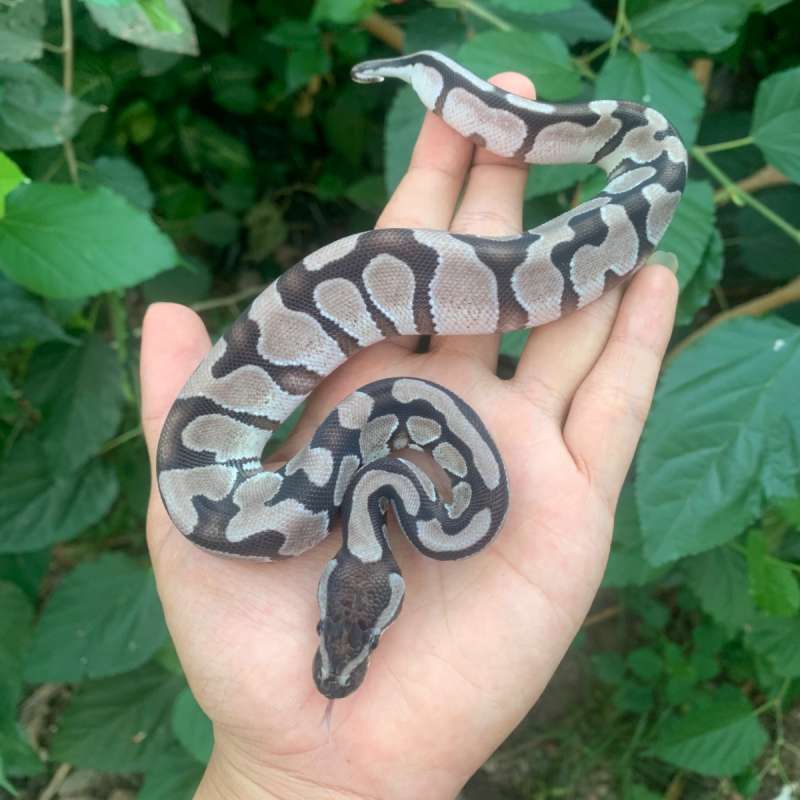 Ballpython enchi vpi axanthic