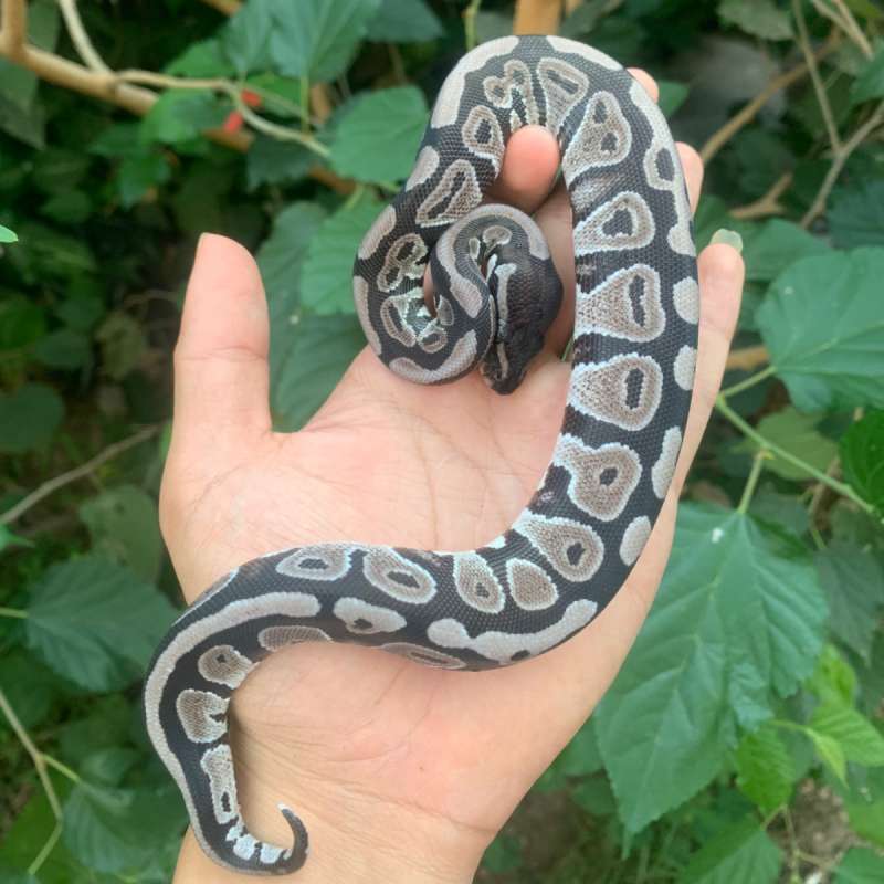 Female vpi axanthic