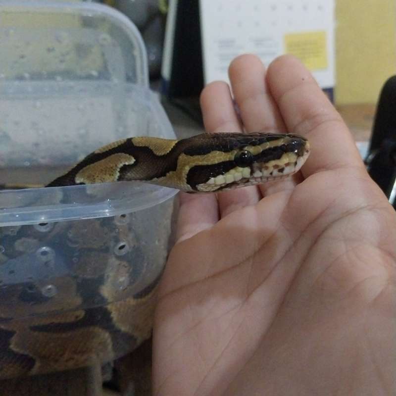 Ball Phyton Enchi Yellowbelly Het Pied