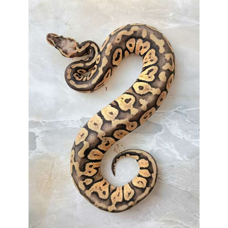 F Super Pastel Vanilla