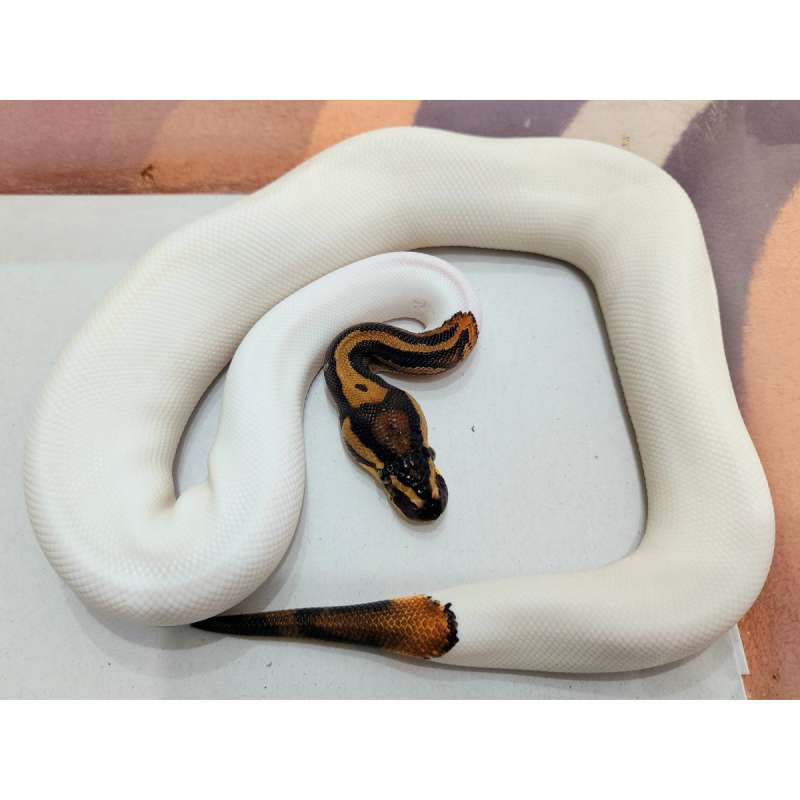 F Yellow Belly Pied