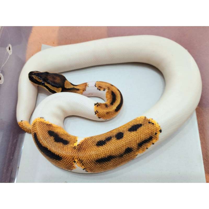 F Orange Dream Pied