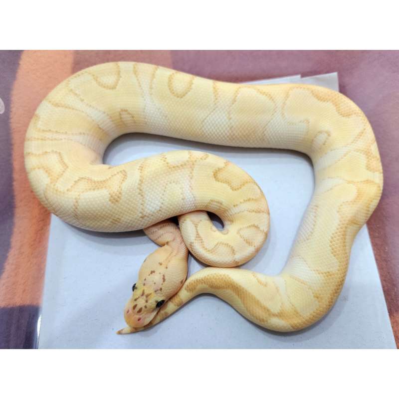 F Banana Enchi Pastel Clown