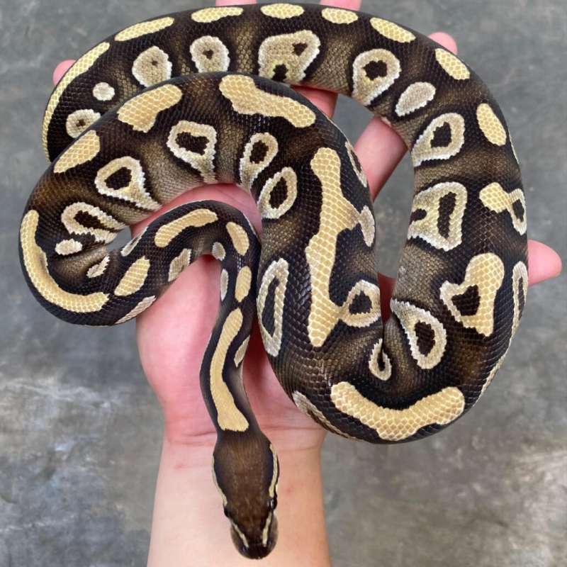 Mojave DH clown hypo