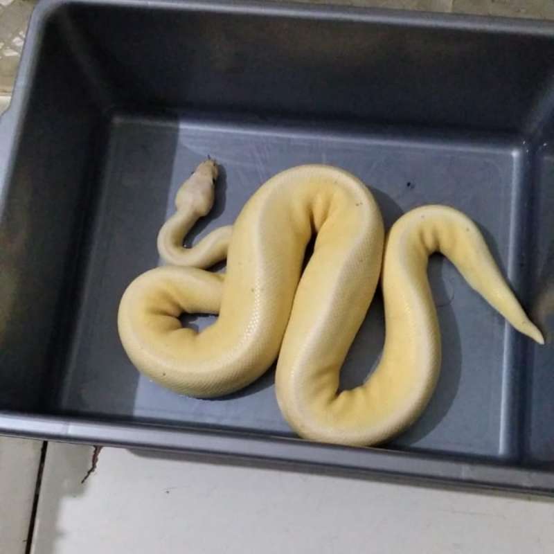 (M) Banana Vanilla Leopard YB Pastel Pinstripe (Proven)