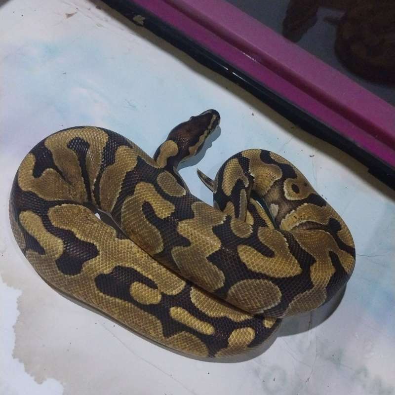 Ball phyton enchi yellowbelly het pied