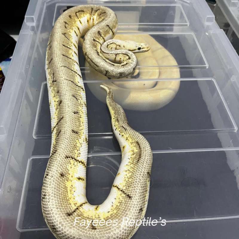 Ball Python Spider pinstripe pastel