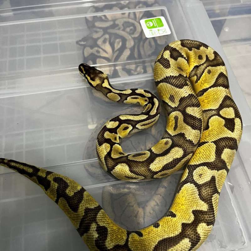 0.1 Ball Python Super Pastel Enchi