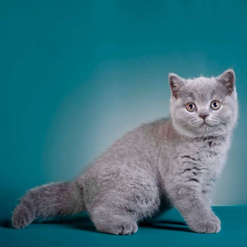 British Shorthair (Show Quality)