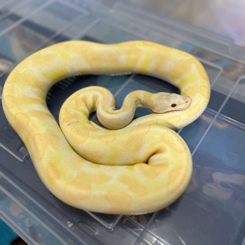 1.0 Ball Python Albino Phantom Lavender Het clown 100% Proven.