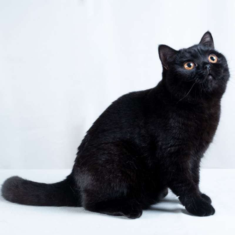 British Shorthair ( Show Quality)