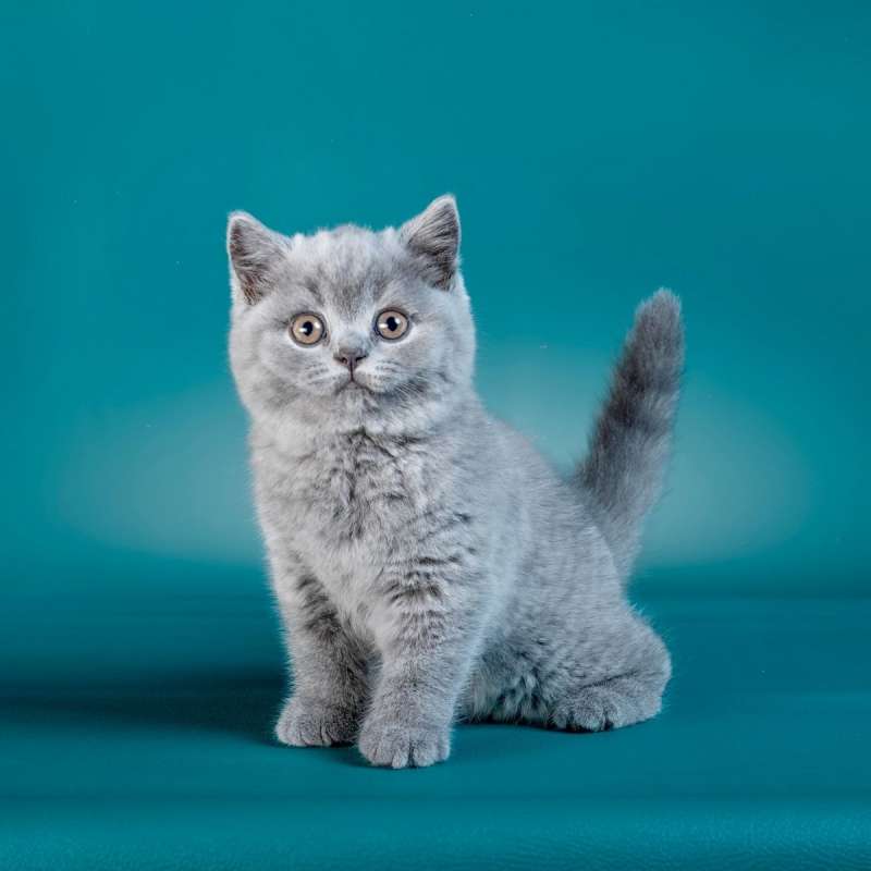 British Shorthair(Show Quality)