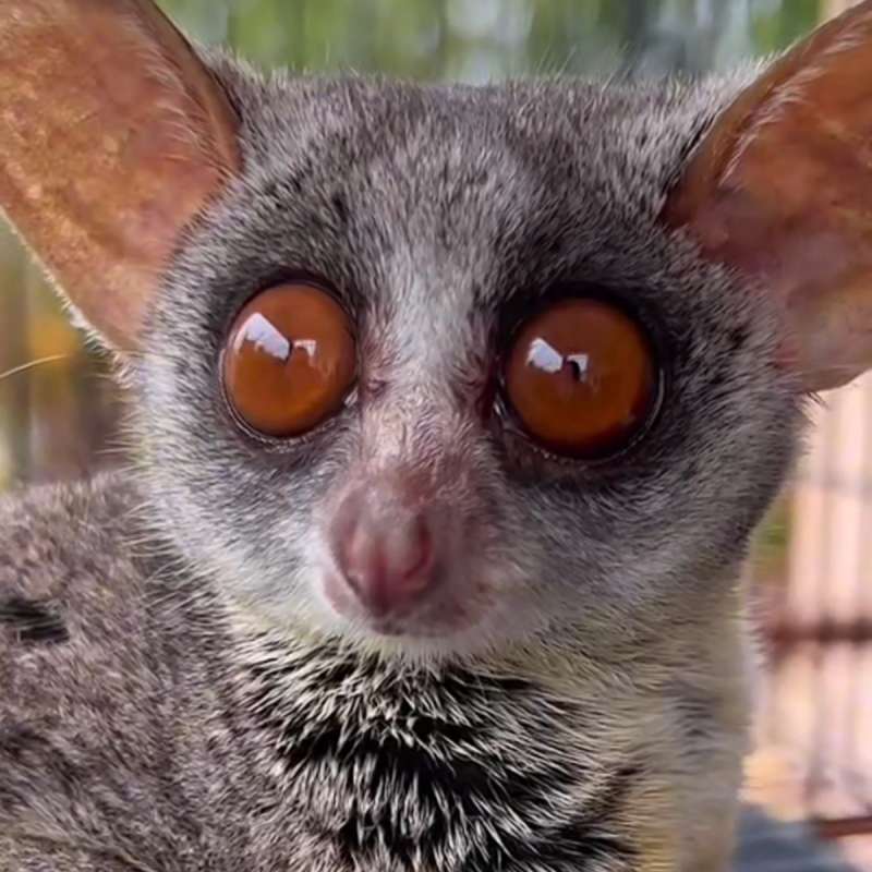 Bush Baby