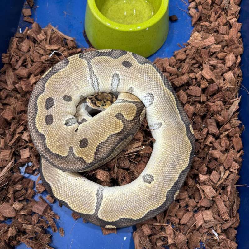 F. Enchi Clown Proven