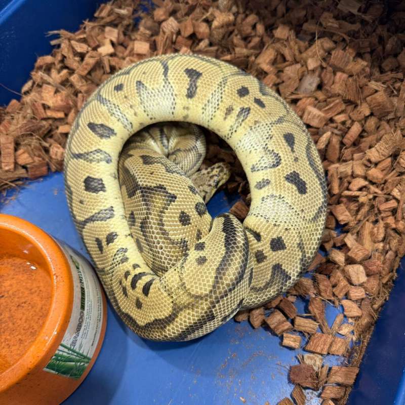 F. Pastel poss Yb Clown Proven