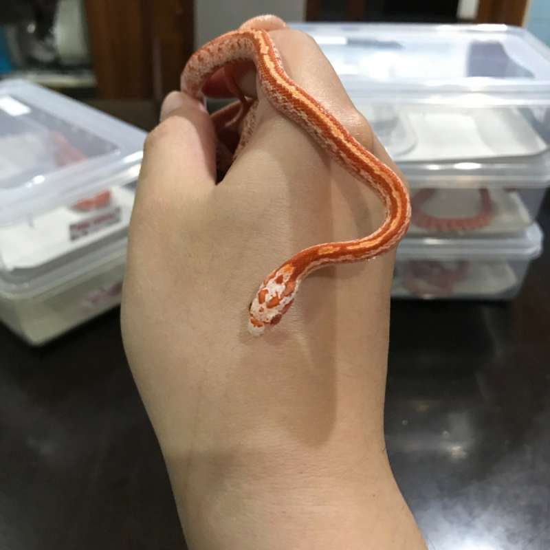 Cornsnake Amel Diffused (Fire) Tessera pos Masque