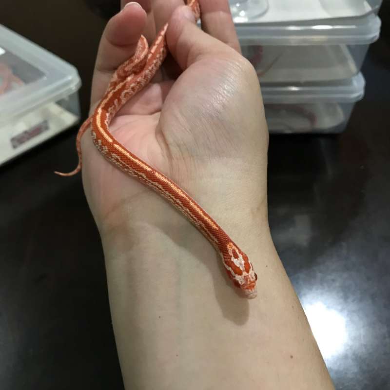 Cornsnake Amel Diffused Tessera I