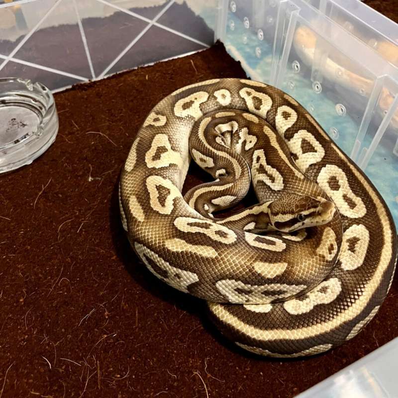 1.0 Mojave Adult