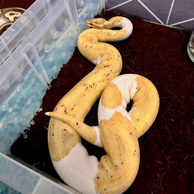 Banana yellow belly pied (Proven)