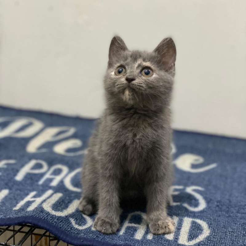 British shorthair