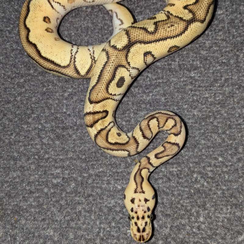 Enchi Pastel Yellowbelly Clown