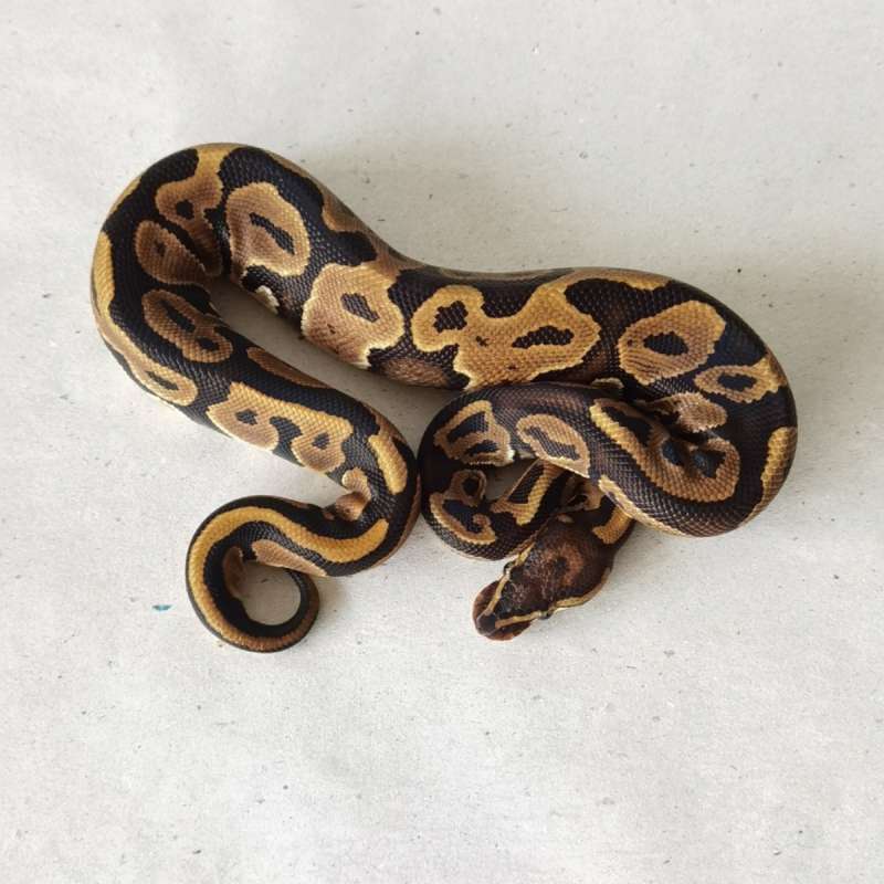 M Leopard (poss YB) 100% het Hypo/Ghost