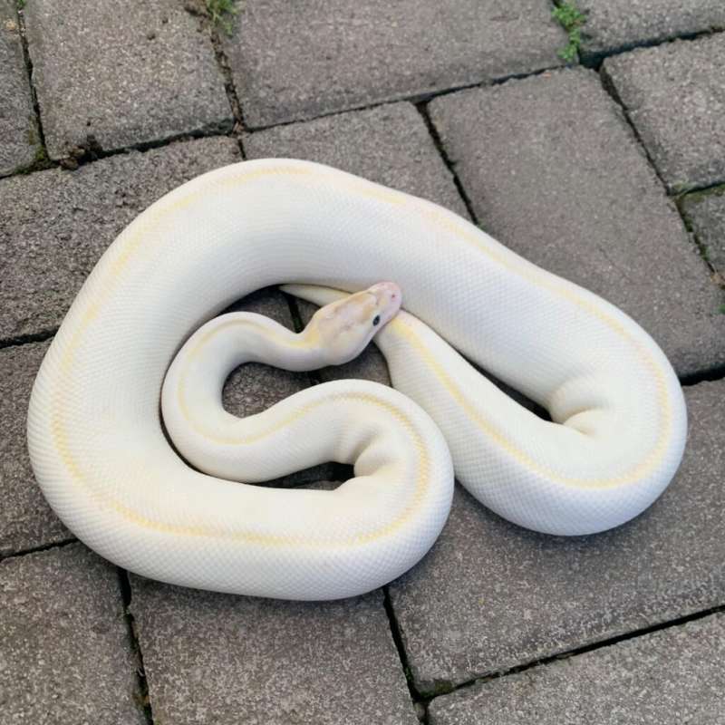 F Ivory Enchi het clown 50% het pied.