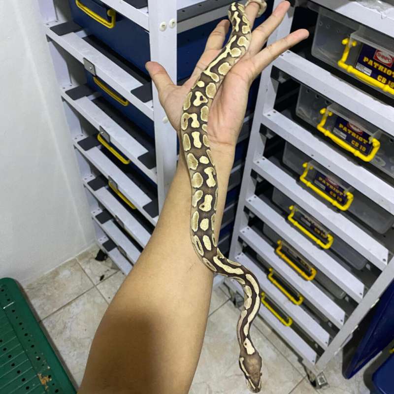 Butter Enchi Possible fire