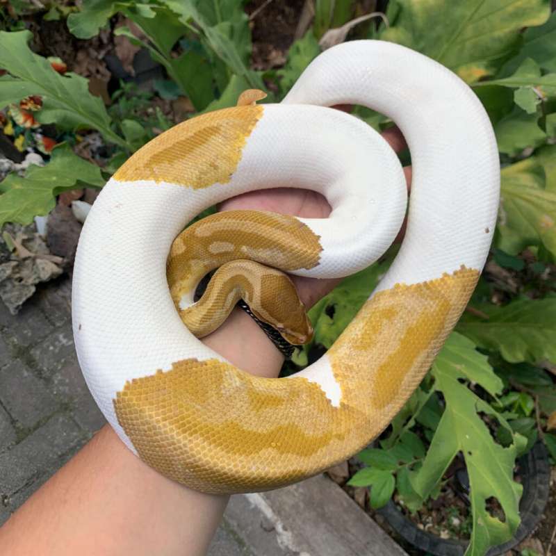 F Caramel Albino Pied (Rare)