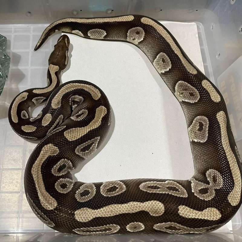 Mojave Adult