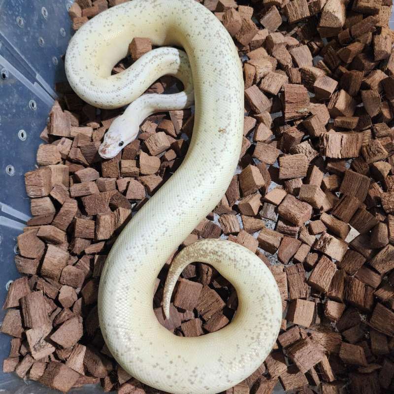 (Female) Super Stripe Super Pastel Pinstripe