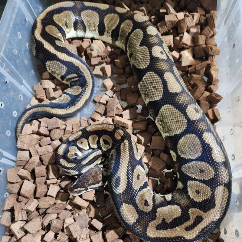 (Female Proven) Pastel 100% Het Pied