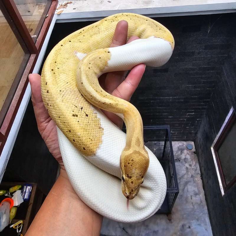 BANANA PIED (PROVEN)