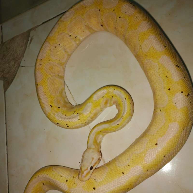 Ball python banana pastel het clown male proven