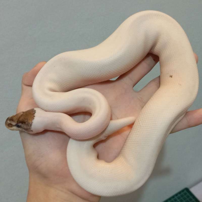 High White Pied