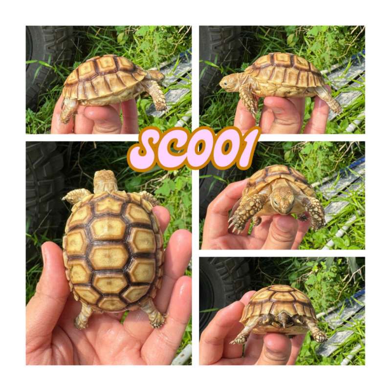 SULCATA 7 CM MOTIF PILIHAN LOKASI BSD